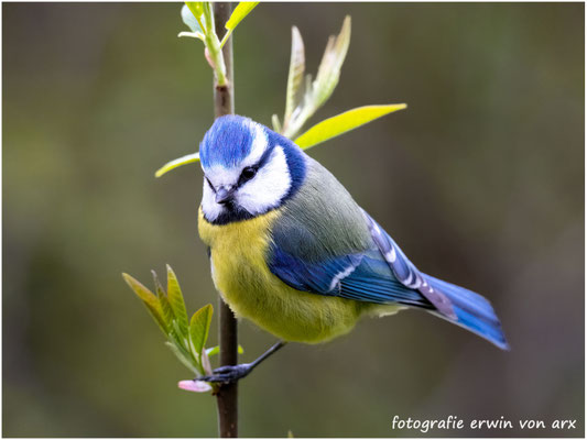Blaumeise