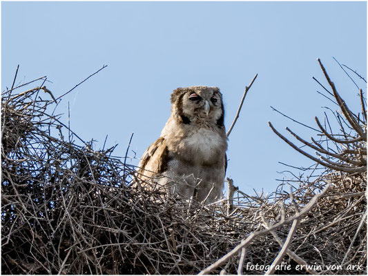 Blassuhu (Bubo lacteus)