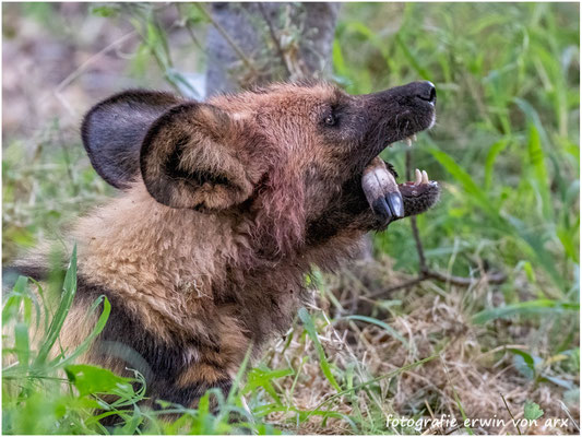 Wildhunde