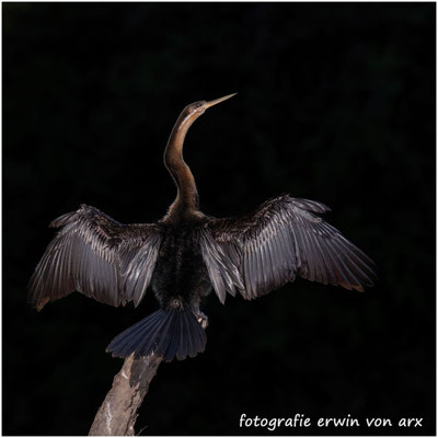 Orient-Schlangenhalsvogel