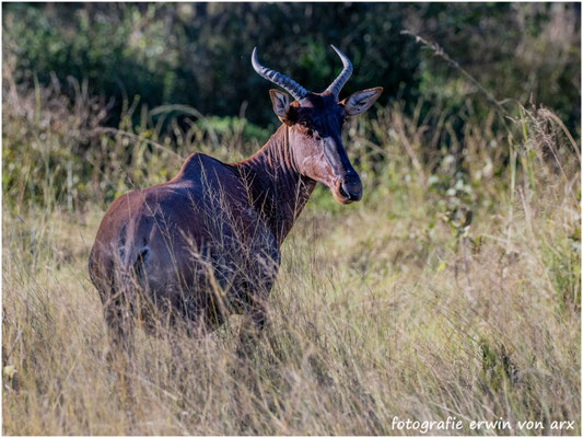 Tsessebe