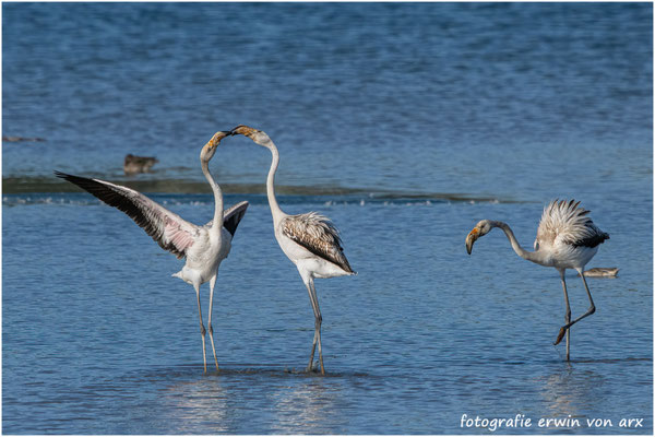 Flamingos am Klingnauer Stausee