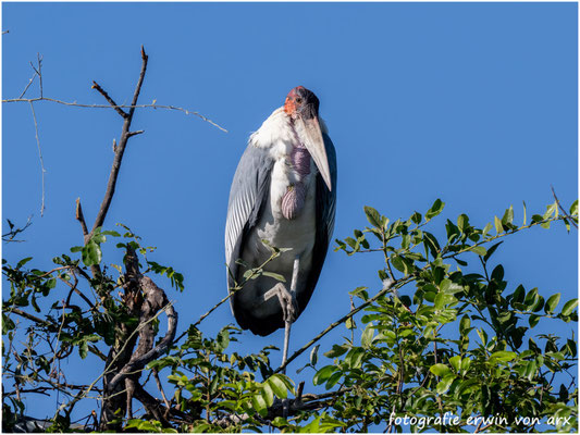 Marabu