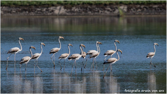 Flamingos am Klingnauer Stausee