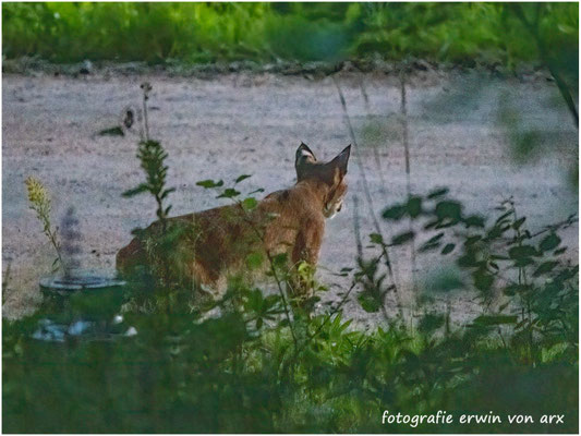 Luchs