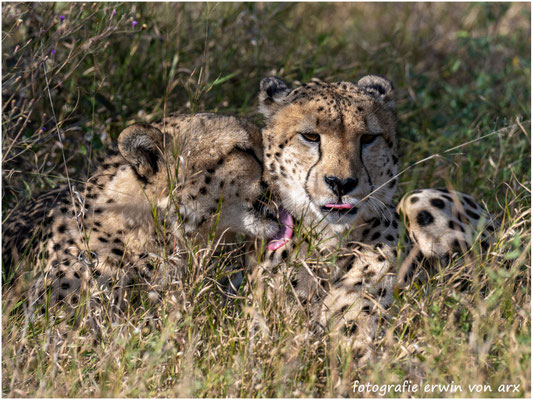 Zwei jüngere Gepard Boys leben noch zusammen, Kalahari