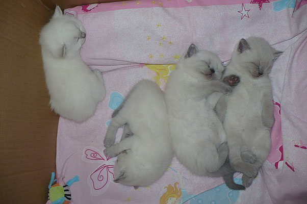 Katzen, BKH, 3 blue-point, 1 lilac-point (links) BKH Kitten, 26 Tage alt