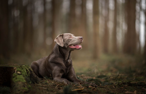 hondenfotografie, hondenportret, fotograaf Hardenberg, fotograaf Overijssel