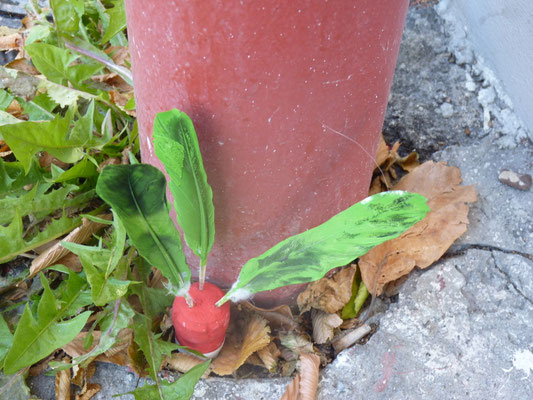 Radis Chasmophyte
