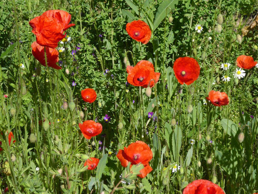 2019 06 01 Kolping Überraschung Radltour. Erste Pause mit Gartenführung