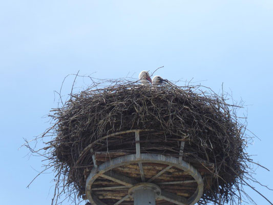 2019 06 01 Kolping Überraschung Radltour. Storchennest in Gessertshausen