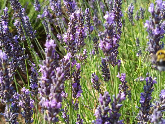 05.07.2025 Lavendel