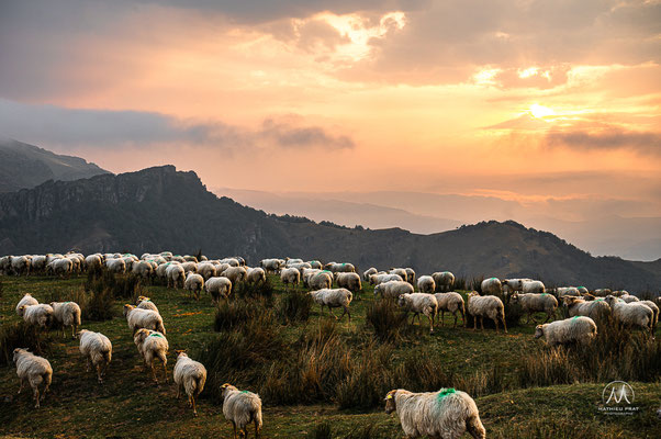 OKABE / ERROZATE - PAYS BASQUE - BASSE NAVARRE   Du sommet d'Okabe balisé par les nombreux cromlechs, témoins de pierre de trés anciennes occupations des montagnes basques, jusqu’aux arrêtes accidentées du col d’Errrozate, là où les vautours dominent et v