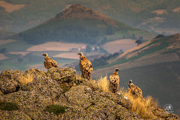 OKABE / ERROZATE - PAYS BASQUE - BASSE NAVARRE   Du sommet d'Okabe balisé par les nombreux cromlechs, témoins de pierre de trés anciennes occupations des montagnes basques, jusqu’aux arrêtes accidentées du col d’Errrozate, là où les vautours dominent et v