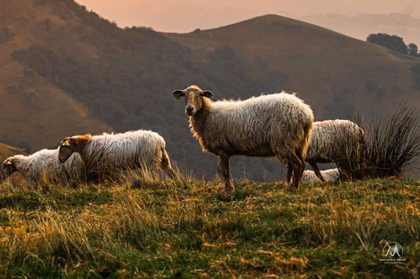 OKABE / ERROZATE - PAYS BASQUE - BASSE NAVARRE   Du sommet d'Okabe balisé par les nombreux cromlechs, témoins de pierre de trés anciennes occupations des montagnes basques, jusqu’aux arrêtes accidentées du col d’Errrozate, là où les vautours dominent et v