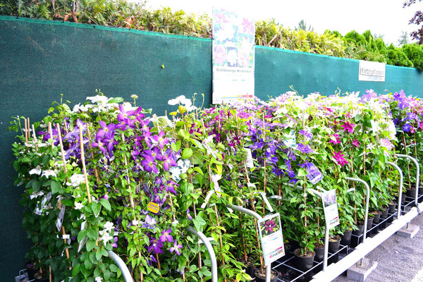 Clematis / Waldrebe