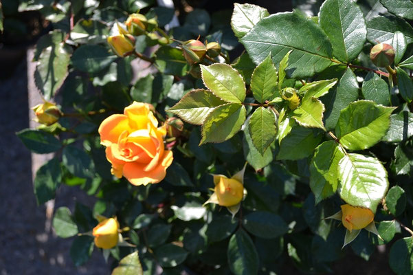 Soviel Blühpower kann eine Rosenpflanze entwickeln