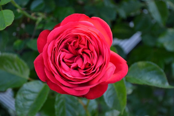 Romantik-Rosen