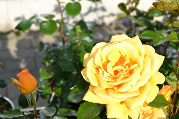 Rose – von der Knospe bis zur Blüte