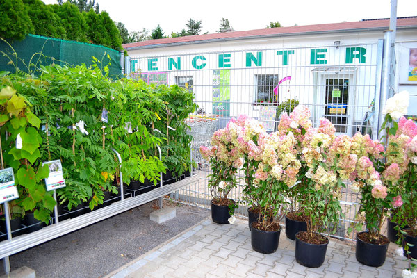 Blauregen und Rispenhortensien