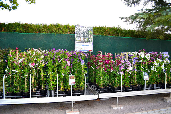 Clematis / Waldrebe