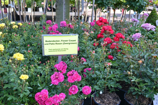 Bodendeckerrosen