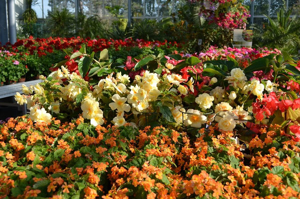 Sommerblumen für Balkon und Terrasse
