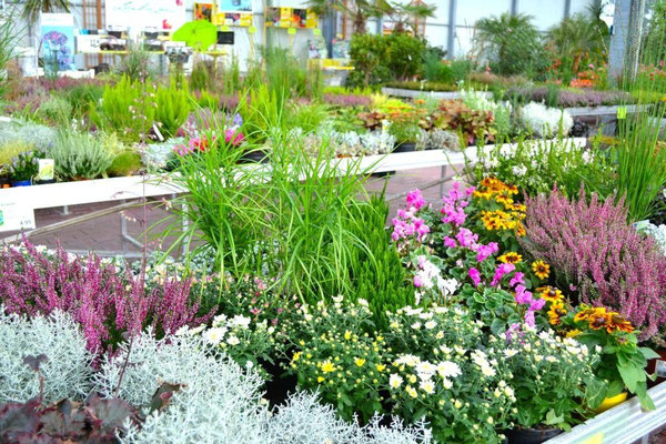 Beet- und Balkonpflanzen im Herbst