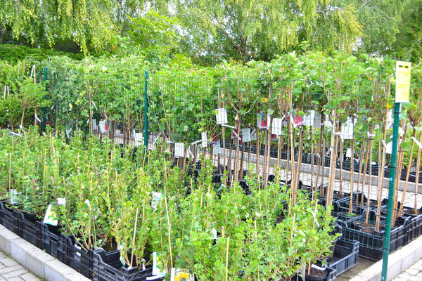 Stachelberen und Johannisbeeren