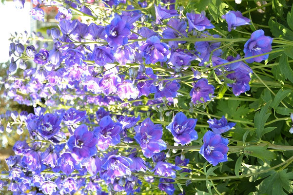 Rittersporn in voller Blüte