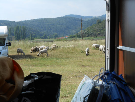 Schafe kamen uns täglich besuchen