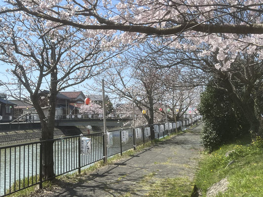 能瀬川公園桜並木