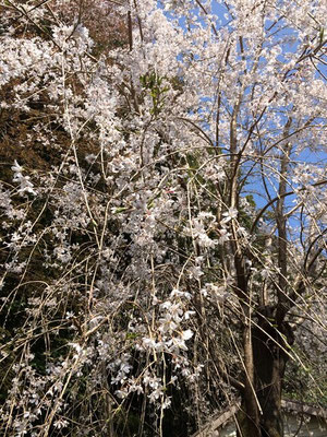 廃校のトイレの桜