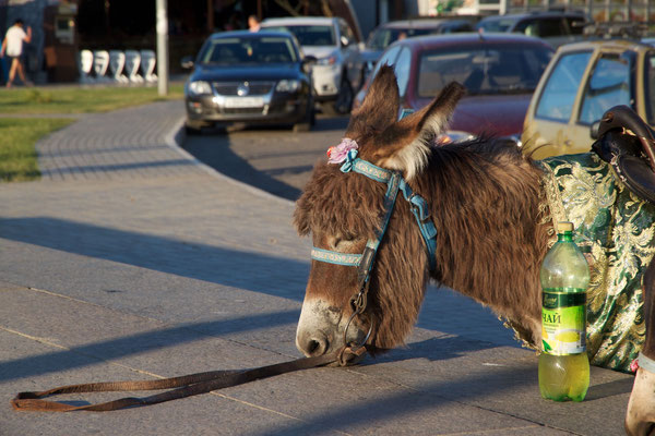 Donkey ride ??