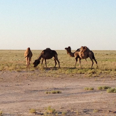 Wild camels along the road