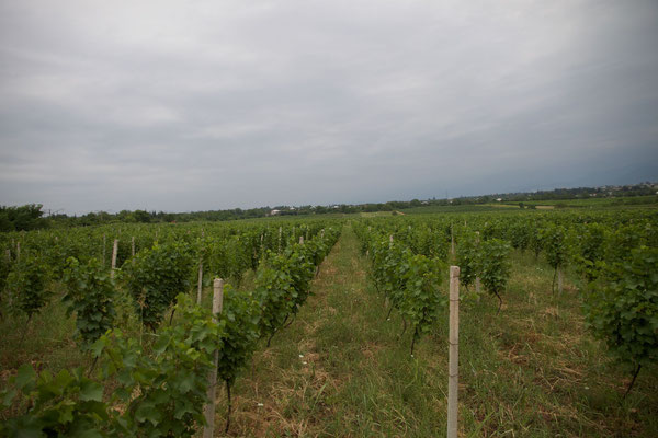 Georgia Wine valley