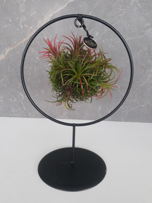 Ansu Tillandsia Circle - € 39,95 - art. PLANT009