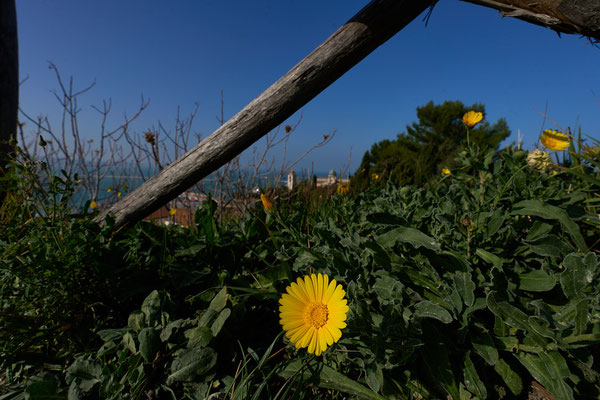 Belvedere Porto di Ancona