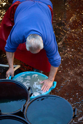 der fische Fisch wird vor dem Verkauf noch mal ordentlich gewässert