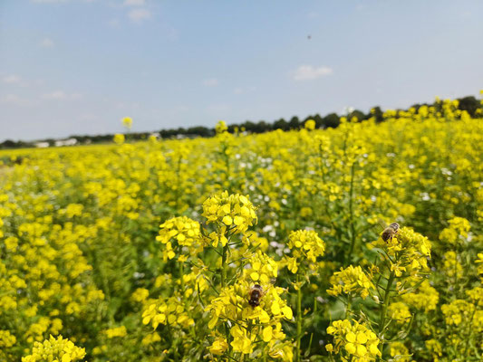 Bienen freuen sich über den Senf