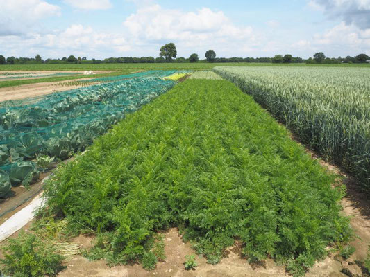 Ein beispielhafter Blick auf unser Gemüsefeld 2018 im Sommer. Im Vordergrund zu sehen Möhren und Spitzkohl. Im Hintergrund weiterer Kohl, Salate, Knoblauch und Sellerie. Auch zu sehen sind zwei unserer Ackerbaukulturen: Weizen und Zuckerrüben.