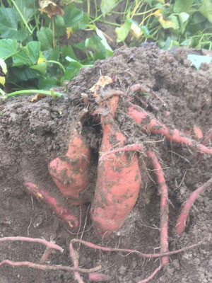 Die Süßkartoffeln wuchsen nahezu senkrecht nach unten, die größeren Exemplare zu ernten war schweißtreibende Arbeit.