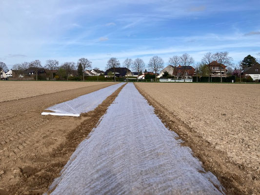 Die ersten Sätze werden noch mit Vlies zugedeckt, damit sie es etwas wärmer haben und dadurch schneller wachsen.