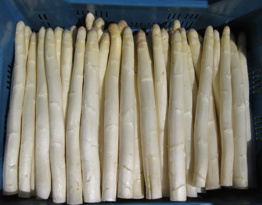 Am Freitag gibt es den allerersten Spargel!