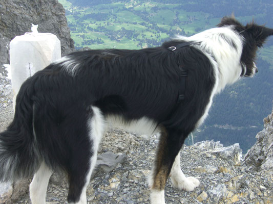 Coudy kennt die besten Wanderungen mit Hund in der Ferienregion Reschensee