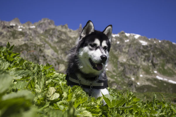 Urlaub mit Hund im Hotel Reschnerhof am Reschenpass: viel Auslauf