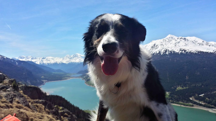 Coudy der Haushund vom Hotel Reschnerhof am Reschensee