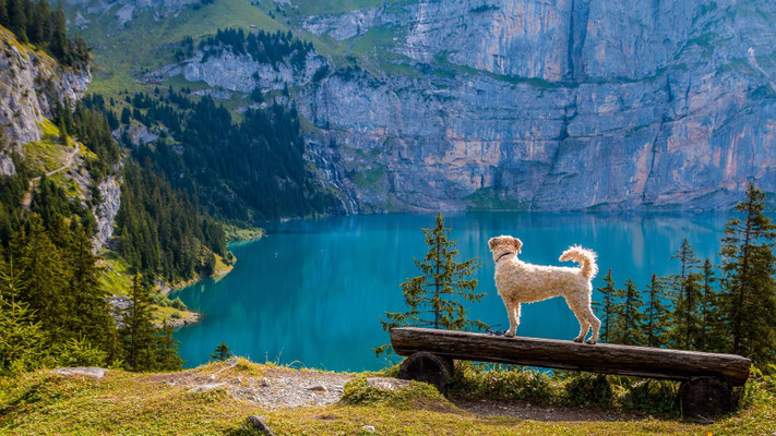 Urlaub mit Hund am Reschenpass: viele Wasserstellen bei den Wanderungen