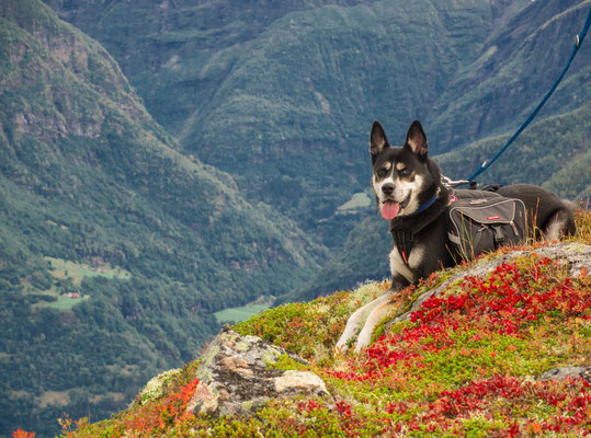 Mit Hund im Urlaub in Reschen am Reschenpass: unzählige Wandermöglichkeiten