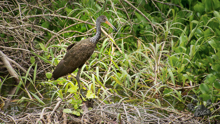 Pantanal - artenreiches Feuchtbiotop